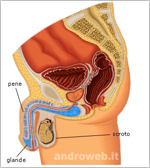 lunghezza del pene e dei genitali