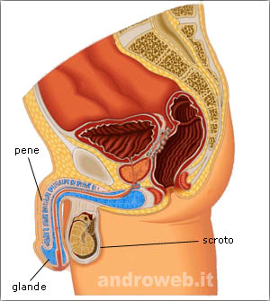 le zone più sensibili del pene